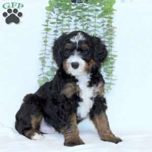 Axel, Mini Bernedoodle Puppy