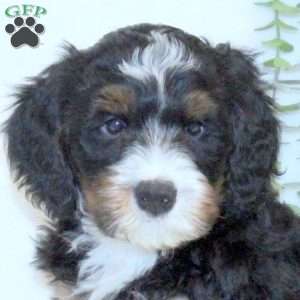 Axel, Mini Bernedoodle Puppy