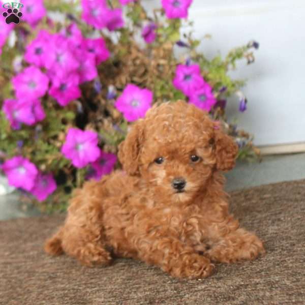 Babe, Toy Poodle Puppy