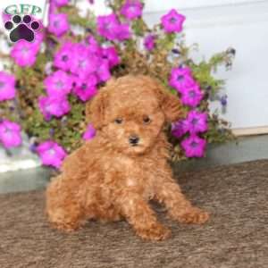 Babe, Toy Poodle Puppy