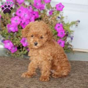 Babe, Toy Poodle Puppy