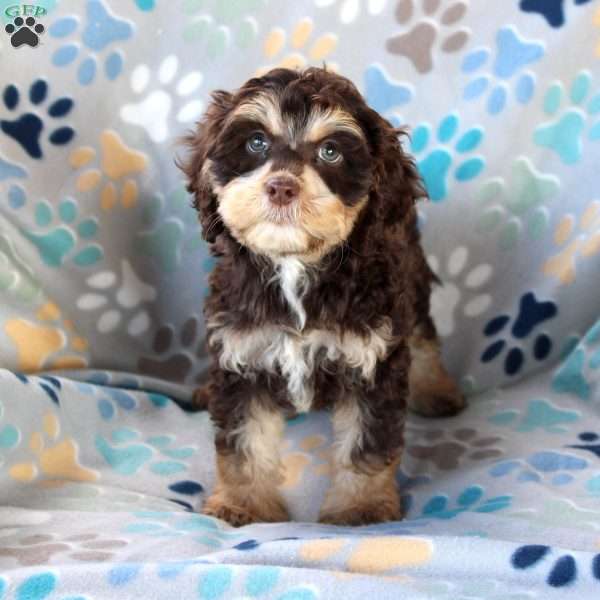 Baboon, Cockapoo Puppy