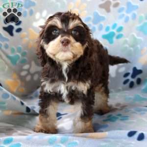 Baboon, Cockapoo Puppy