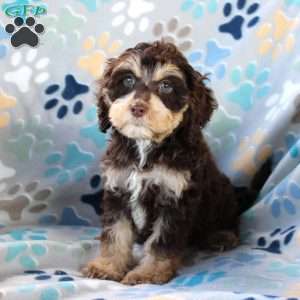 Baboon, Cockapoo Puppy