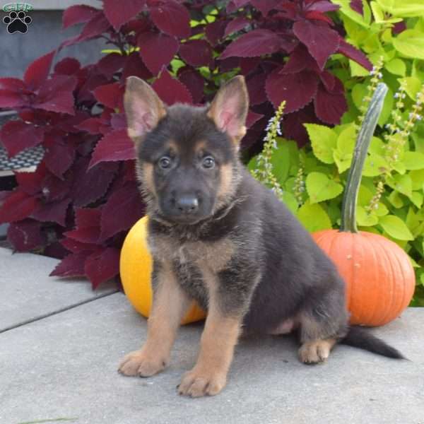Bailey, German Shepherd Puppy
