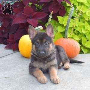 Bailey, German Shepherd Puppy