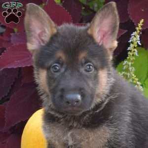 Bailey, German Shepherd Puppy