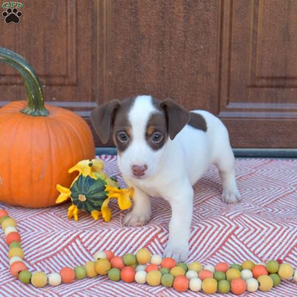 Bandit, Jack Russell Terrier Puppy