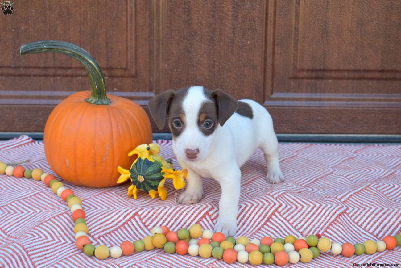 Bandit (Jack Russell Terrier, Male) in Christiana, PA