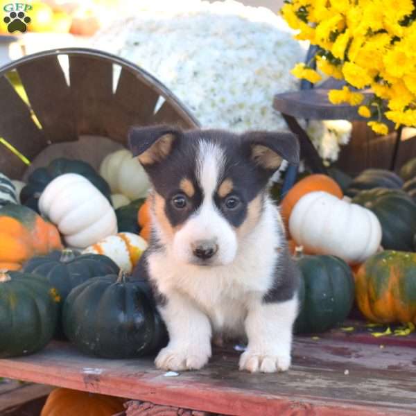 Bandit, Pembroke Welsh Corgi Puppy