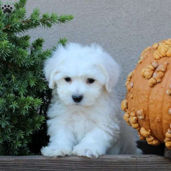 Bandit, Bichon Frise Puppy