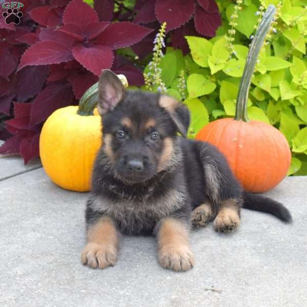 Bandit, German Shepherd Puppy