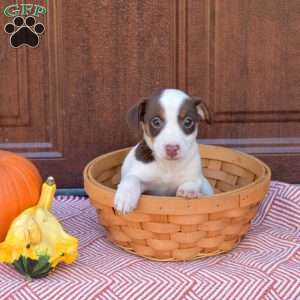 Bandit, Jack Russell Terrier Puppy