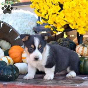 Bandit, Pembroke Welsh Corgi Puppy