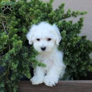 Bandit, Bichon Frise Puppy