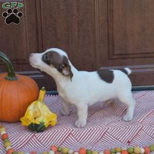 Bandit, Jack Russell Terrier Puppy
