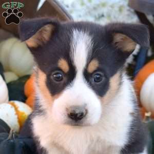 Bandit, Pembroke Welsh Corgi Puppy