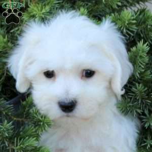 Bandit, Bichon Frise Puppy