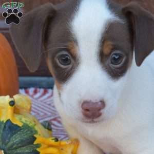 Bandit, Jack Russell Terrier Puppy