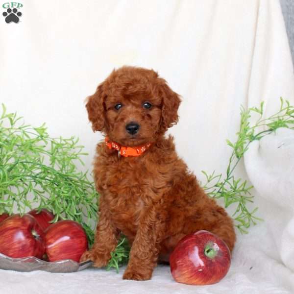 Barney, Cavapoo Puppy