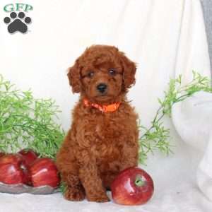 Barney, Cavapoo Puppy