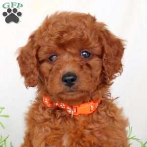 Barney, Cavapoo Puppy