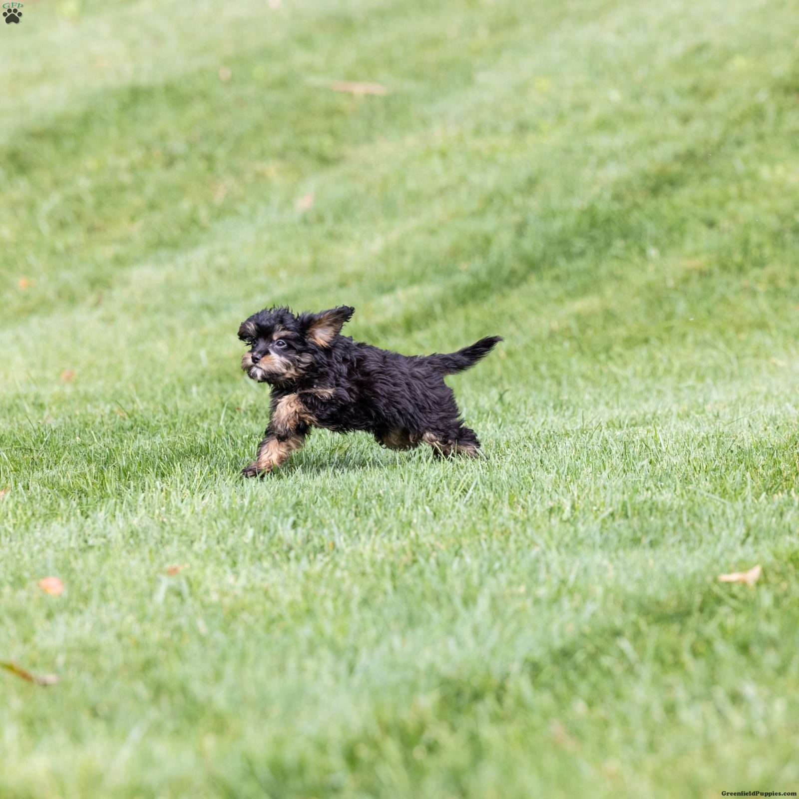 Barry (Doodle / designer cross, Male) in Dornsife, PA