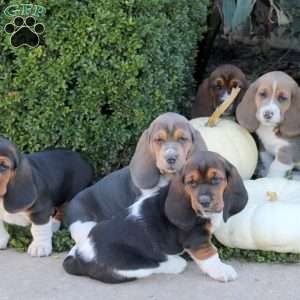 Emory, Basset Hound Puppy