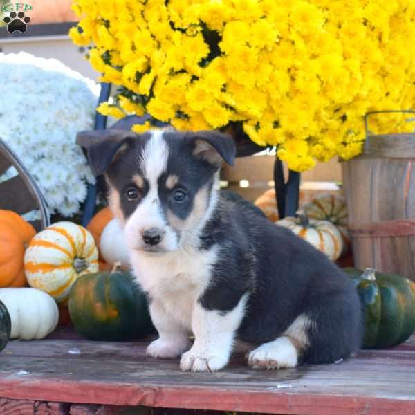 Bear, Pembroke Welsh Corgi Puppy