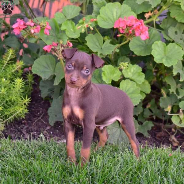 Bear, Miniature Pinscher Puppy
