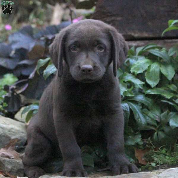 Bear, Chocolate Labrador Retriever Puppy