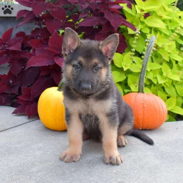 Bear, German Shepherd Puppy