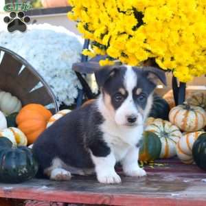 Bear, Pembroke Welsh Corgi Puppy