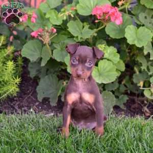 Bear, Miniature Pinscher Puppy
