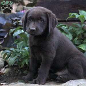 Bear, Chocolate Labrador Retriever Puppy