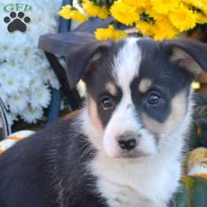 Bear, Pembroke Welsh Corgi Puppy