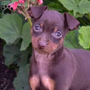 Bear, Miniature Pinscher Puppy