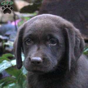Bear, Chocolate Labrador Retriever Puppy