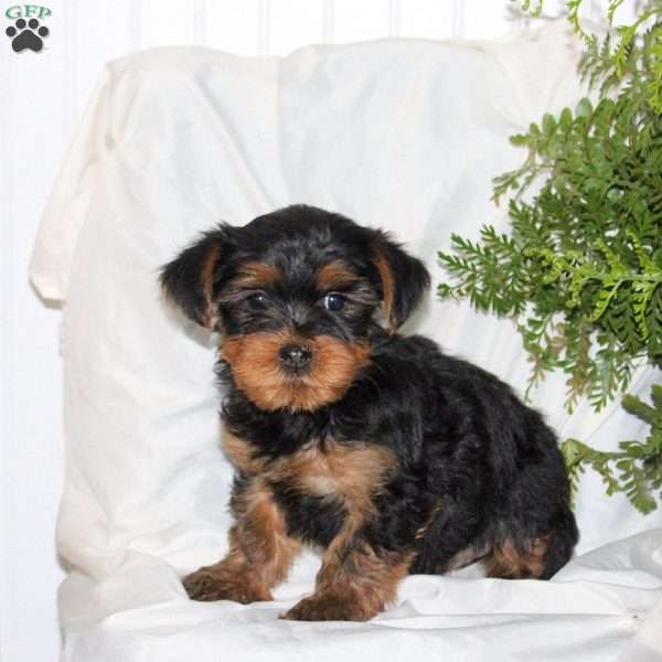 Beau, Yorkie Puppy