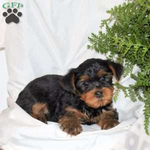 Beau, Yorkie Puppy