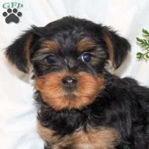 Beau, Yorkie Puppy