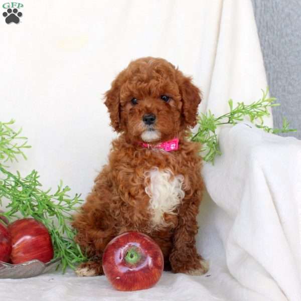 Beauty, Cavapoo Puppy