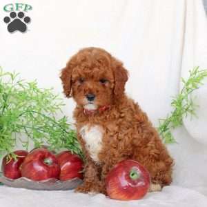 Beauty, Cavapoo Puppy