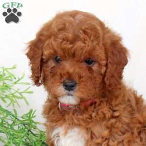Beauty, Cavapoo Puppy