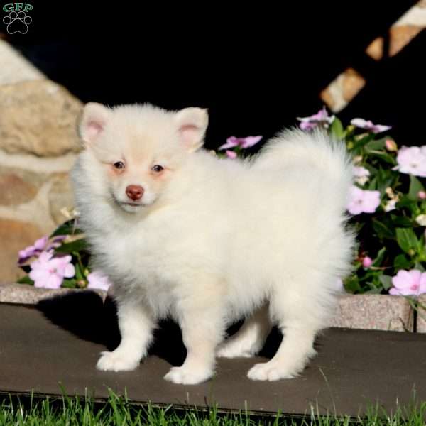 Becky, Pomeranian Puppy