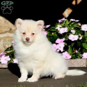Becky, Pomeranian Puppy