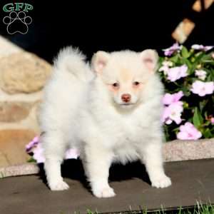 Becky, Pomeranian Puppy