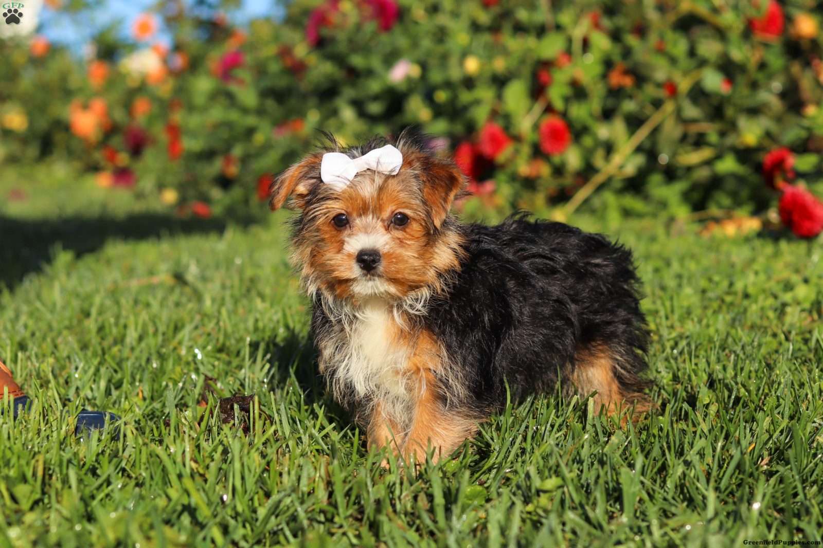 Bella (Yorkshire Terrier, Female) in Baltic, OH