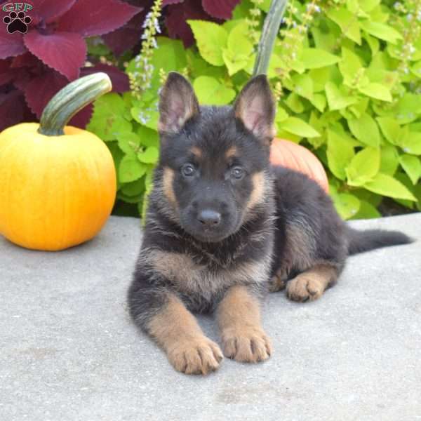 Bella, German Shepherd Puppy