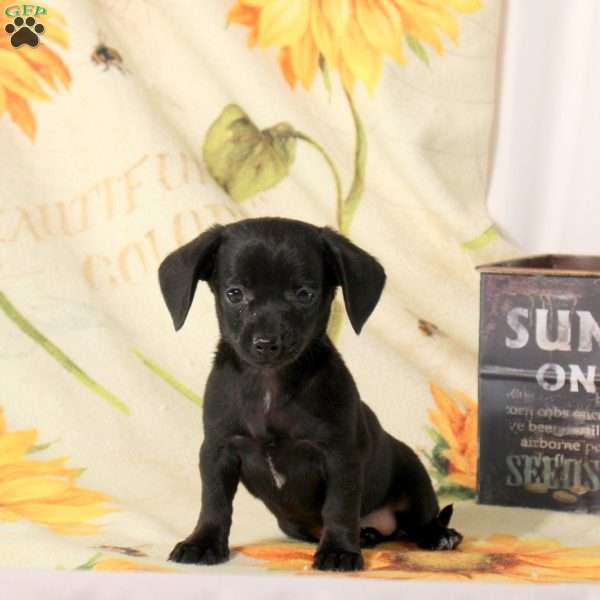 Bella, Chiweenie Puppy